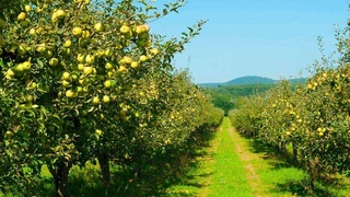 Перспективные и разнонаправленные проекты Наманганской области