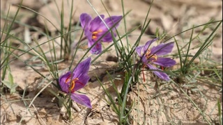 Жызақта шафран гүлдеді, Италиямен ынтымақтастық күшейеді