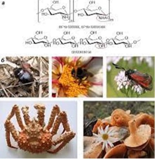 Oʻzbekiston xitinshunoslari jamiyati tuzildi