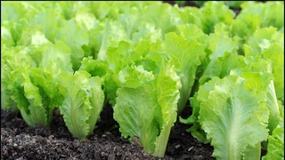 Минсельхоз: салат «айсберг» - перспективный урожай на экспорт