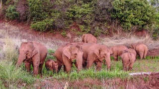 Более 150 тысяч человек эвакуировали из-за стада слонов в Китае