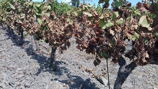 ЕБРР поддержит переход на устойчивое к изменению климату агропроизводство в Центральной Азии