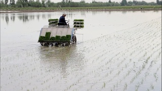 Endilikda Oʻzbekistonda sholidan bir yilda ikki marta hosil olish imkoniyati mavjud