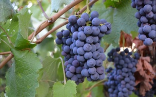 В Ферганской области будут развивать семейное предпринимательство по плодоовощеводству и виноградарству