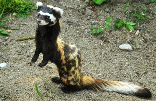 В дикую природу выпущены краснокнижные перевязка и ястребиный орел