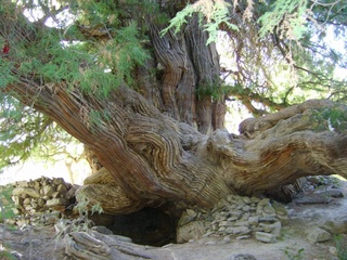 Еще девять уникальных деревьев Узбекистана включены в международный список MonumentalTrees.com