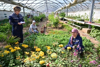 Ширится «зеленый пояс» на просторах Кызылкума