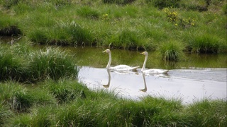 2 февраля - Всемирный день водно-болотных угодий