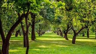На Земле высадят триллион деревьев