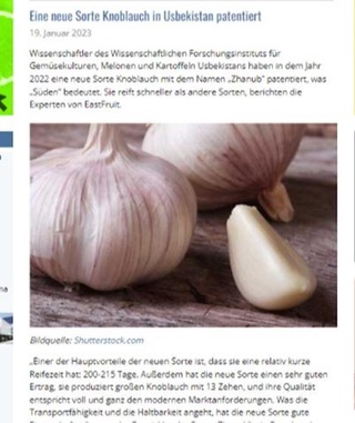 O‘zbekistonda patentlangan sarimsoqning yangi navi germaniyalik mutaxassislar eʼtiborini tortdi