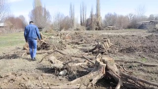 В Ахангаранском районе незаконно вырубили более 100 деревьев - ущерб природе составил почти 1,5 млрд сумов