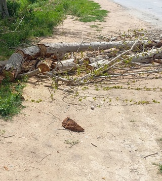 Бир туп дарахт кесган фуқаро 10 туп дарахт экадиган бўлди