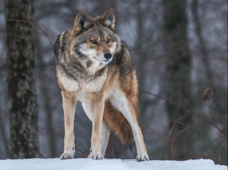 Ўзбекистоннинг қайси ҳудудида бўрилар кўп?