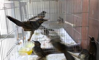 Тошкент аэропортида Ўзбекистонда йўқ қушларни олиб киришга уринган шахс ушланди