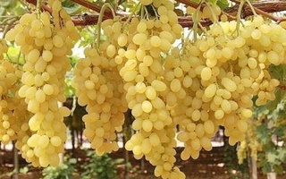 51 ta tuman va shaharda “Oltiariq tajribasi” asosida uzum plantatsiyalari tashkil qilinadi