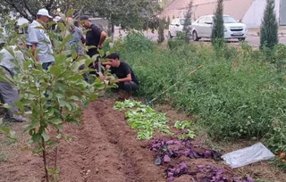 В Узбекистане выведен новый сорт сладкого картофеля - батата «Чучук»