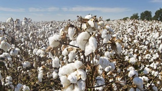 В Узбекистане повысили размер оплаты сборщикам хлопка