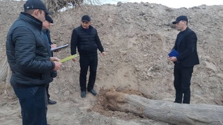 Қашқадарёда 560 туп дарахт қўпориб ташланди