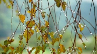 Октябрь ёғингарчиликсиз бошлансада...