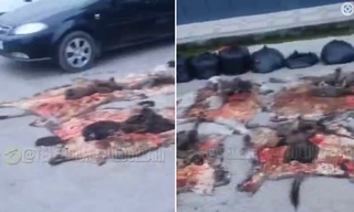 Тошкент вилоятида эшак гўшти ва терилари топилди