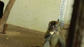 Uyida noqonuniy maymun saqlagan fuqaro javobgarlikka tortildi