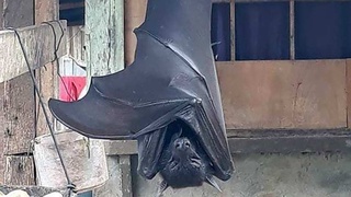 В Twitter появилось фото летучей мыши размером с человека