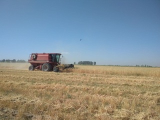 Нарпай туманида вилоятда биринчи бўлиб товар дон топшириш шартномавий режаси бажарилди