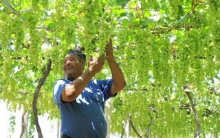 Поплик деҳқонимиз Темурбек Довидов: "Йилига 80-90 миллион сўм даромад оламан"