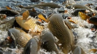 50 нафардан ортиқ Мўйноқлик ёшлар иш билан таъминланди