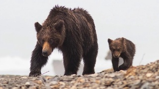 Стихийные свалки и медведи-убийцы