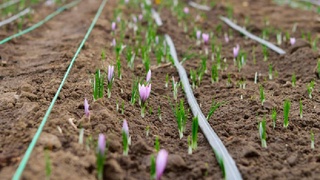 В Джизакской области проведен семинар по выращиванию шафрана