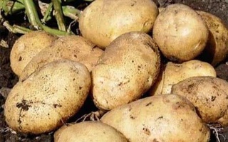 В Самарканде создан новый сорт картофеля