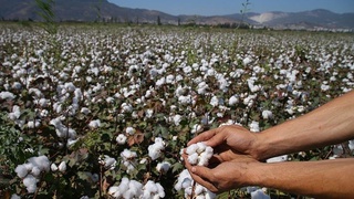 О сборе хлопка в Сырдарьинской области