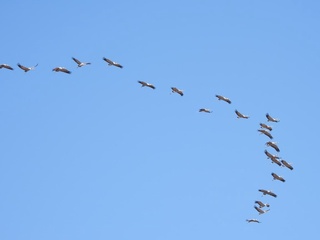Сув қушлари саноқдан ўтказилмоқда