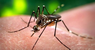 WHO recommended the use of a second malaria vaccine