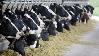 Чорвачилик ва паррандачилик хўжаликлари тўлаган ҚҚСнинг 50 фоизи қайтариб берилади