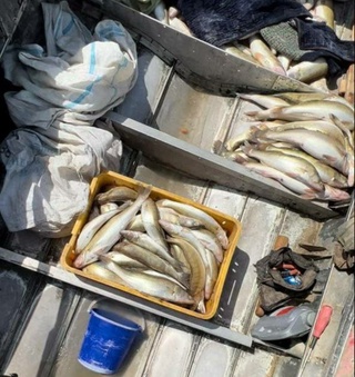 Ноқонуний йўл билан балиқ овлаганлар  табиатга 61 млн 530 минг сўмлик зарар етказди