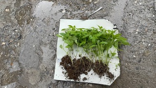 Жиззахда фуқаронинг ҳовлисидан 45 туб каннабис топилди