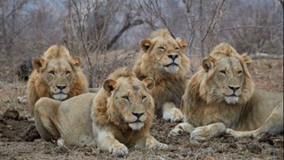 Барселонада 4 та шер коронавирусга чалинган