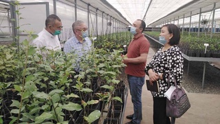 Павловниевые плантации: революционный способ создания добавленной стоимости