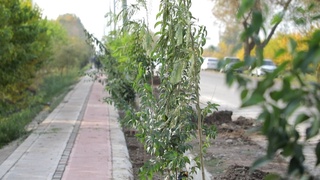 O'rta Chirchiq tumanida “Yashil makon” umummilliy loyihasi doirasida 1200 tup ko'chat o'tqazildi