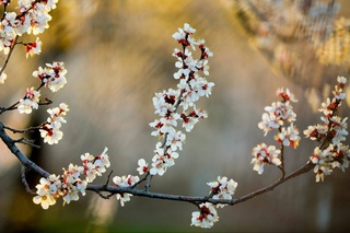Oʻzbekiston boʻyicha 17-21-mart kunlariga ob-havo maʼlumoti eʼlon qilindi