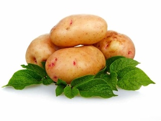 Самарқанд вилоятида энг кўп картошка етиштирилган