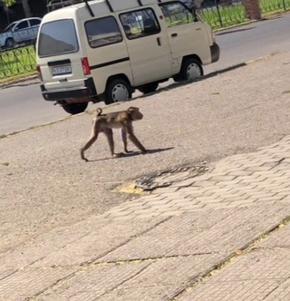 Тошкент кўчаларида маймун сайр қилиб юрибди