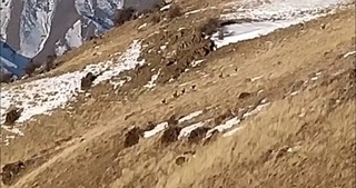 Стадо баранов Северцова засняли на видео в Джизакской области