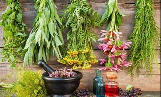 Японские компании проявляют интерес к выращиванию лекарственных трав в Узбекистане