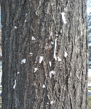 “Yaralangan” daraxtlar