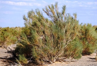 Қашқадарёда саксовул кесган фуқаро жаримага тортилди