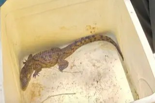 Toshkentda Nil timsohi noqonuniy saqlanayotganligi aniqlandi