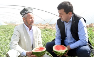 Көкдалада қарбыз пісті